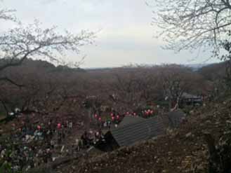 飯山桜祭り会場